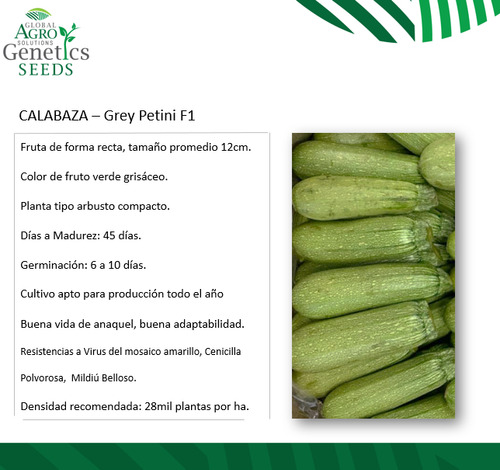 Semilla Calabaza Greypetinif1 1,000semillas Zucchini Híbrido