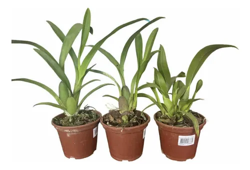 Orquidea Oncidium Adulta Sin Flor