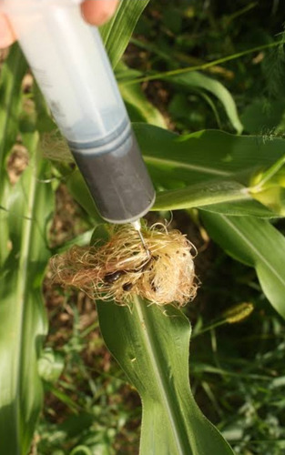 2 Gramos De Esporas De Hongo De Huitlacoche Organicas