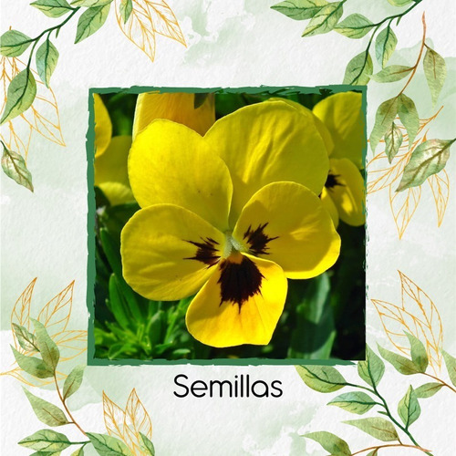 100 Semillas Flor Pensamiento Amarillo Y Kit De Germinación | MercadoLibre