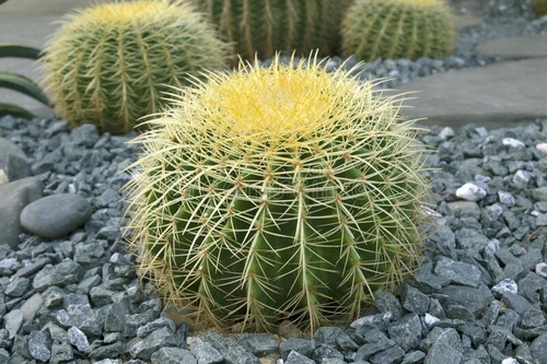 Cactus Barril Gigante, Mas Sorpresa 