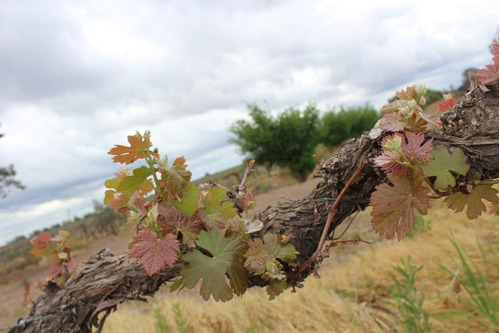 Greenwood Vende Inmaculada Finca En El Departamento De San Martin, Tres Porteña.