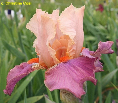 1 Rizoma De Lirios Barbados O Iris Germanica Top Gum !!!!!