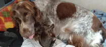 Comprar Hermosos Cocker Spaniel Puros Madre Con Pedigree 