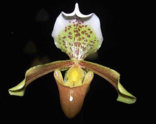 Orquidea Paphiopedilum Leeanum * Adulta * | Parcelamento sem juros