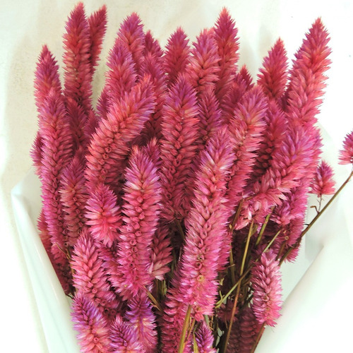 Flores Desidratadas - Maço De Celosia (rabo De Gato)pink | MercadoLivre