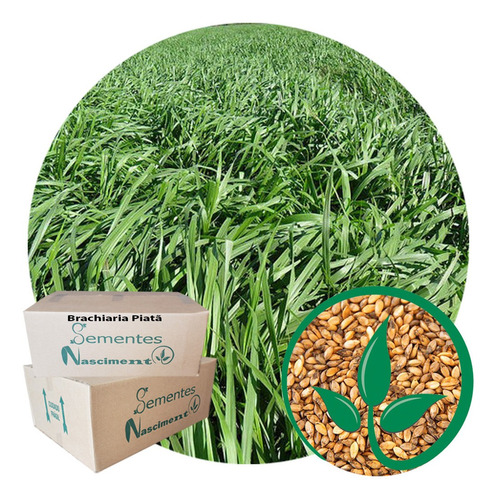 Sementes Capim Piata 20kg Brachiaria Exelente Pastagem 