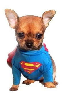 Disfrases De Superman Para Perros Super Heroes