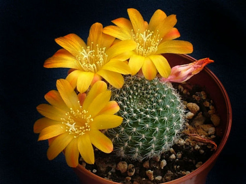 10 Sementes Cactos Rebutia Mix Cactus Flor P/ Mudas Cactus | Parcelamento  sem juros