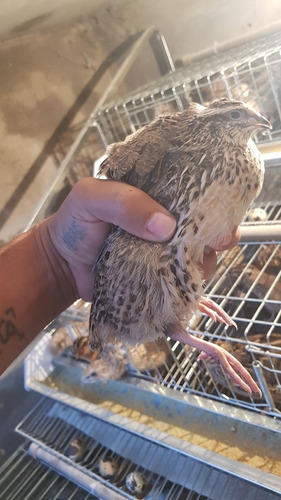 Imagem 2 de 3 de Ovos Galados De Codornas Gigantes Tamanho Gg