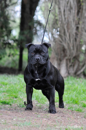 Avatar Staffordshire Bull Terrier Simplemente Lo Mejor