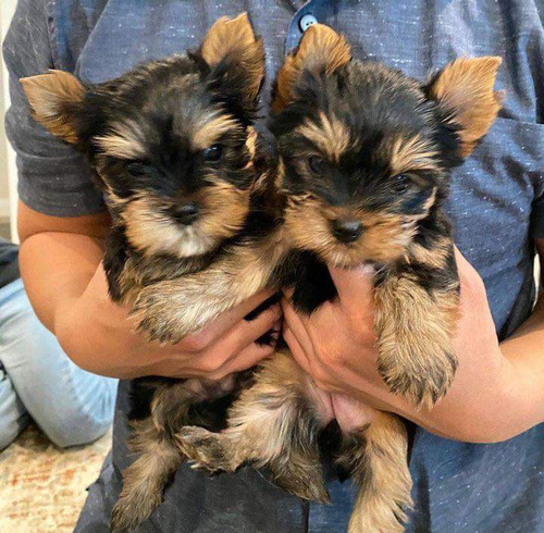 Yorkshire Miniatura,cachorritos Yorky Mini