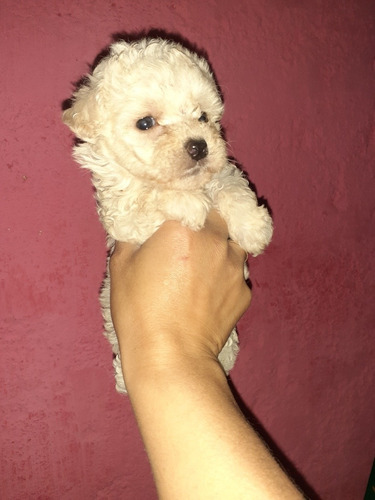 Imagen 3 de 5 de Caniche Mini Hembra
