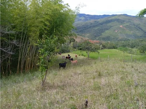 Venta Finca De 86.400m2 En Restrepo, Sector Monterredondo Alto 7301.