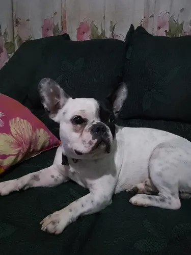 Bulldog Francés Disponible Para Monta