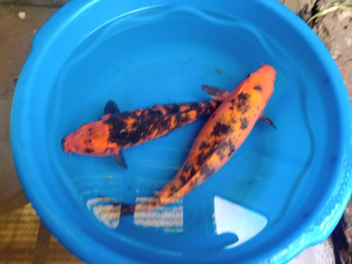 Carpa Koi 30 Cm Estanques, Lagos Directo Criadero Agua Fria