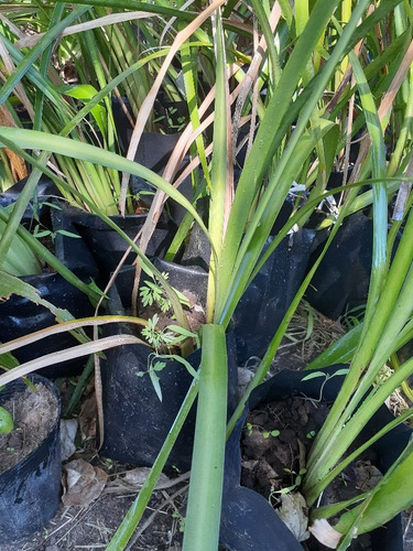 Plantas De Dietes,grandes.