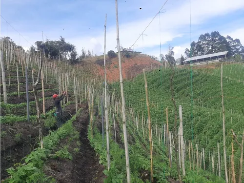 Vendo Finca San Vicente Ferrer Antioquia, 2 Hectáreas