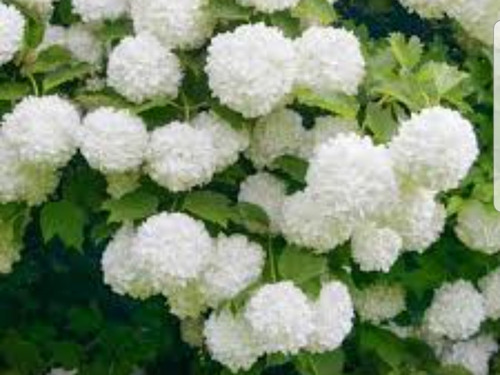 Arbusto Bola De Nieve, Se Llena De Flores, Plantas De 8 Años