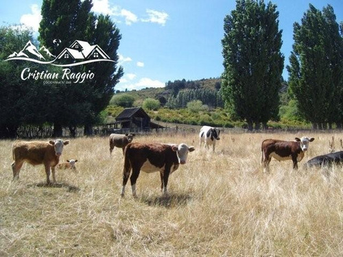 Imagen 18 de 30 de Terrenos De 1/2 Ha C/75 M Costa Lago Pellegrini Sobra Ruta En Cholila