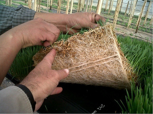 Imagen 4 de 8 de Bandeja Forrajera Germinadora Jardín Hidroponia X70 Unidades
