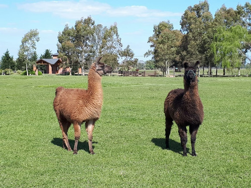 Imagen 17 de 20 de Chacras De Abbott - Casa Estilo Campo