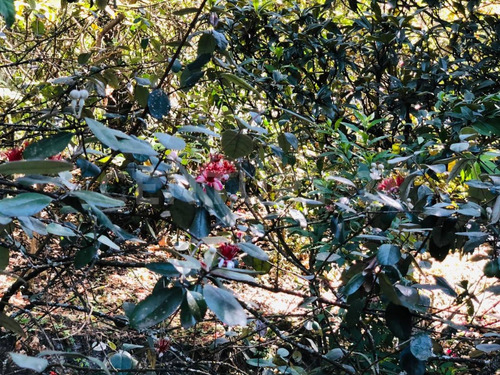 Terreno Venta Cocuatla Tepoztlan San Juan Tlacotenco Ocotes Tepoztlan Morelos