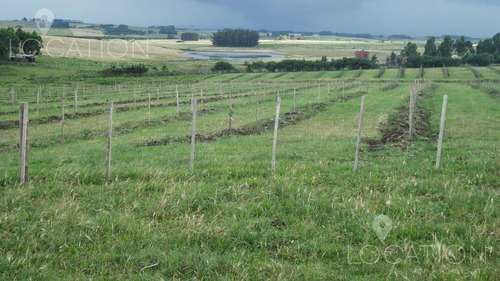 Campo - José Ignacio