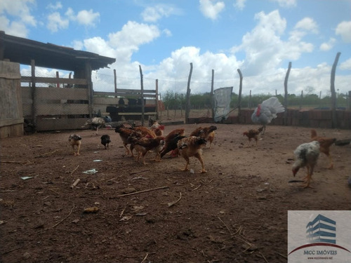 Imagem 17 de 30 de Granja A Venda Em Macaíba