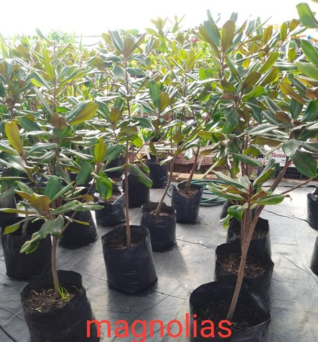 Plantas De Magnolia | Envío gratis