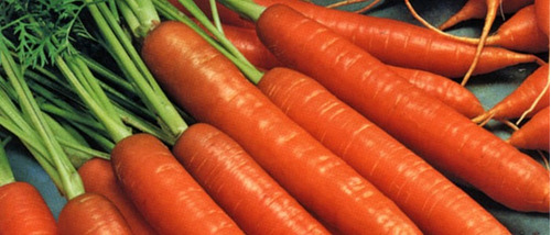 200 Sementes De Cenoura Nantes Variedade Da França Perfeitas