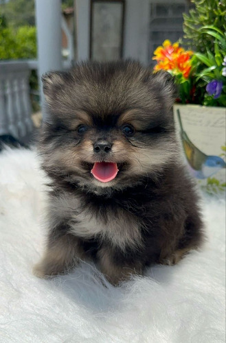 Cachorros Pomeranian Linea Rusa Merle