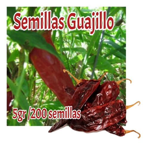 Semillas Chile Guajillo 5gr Selectas 300