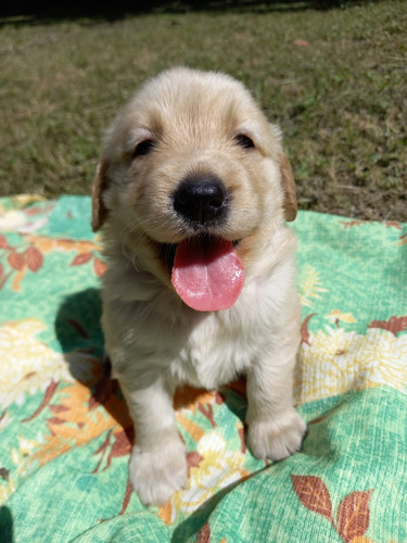 Golden Retriver Machos Y Hembras Entrega Inmediata 