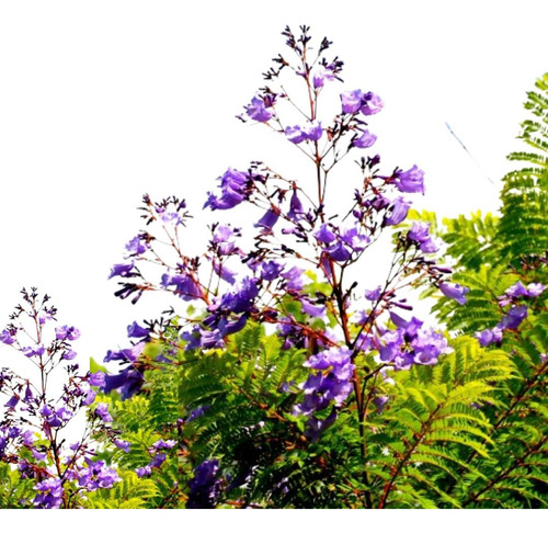 Jacarandá Mimosifolia Árbol Nativo