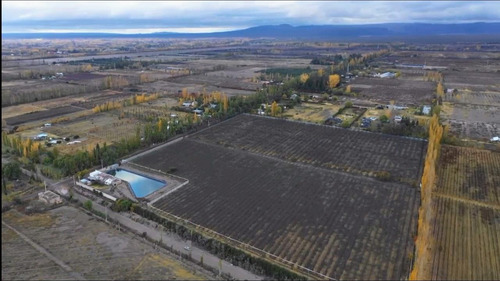 Finca Premium De Ciruelas Dagen Con Infraestructura De Alta Tecnología Cuadro Benegas San Rafael