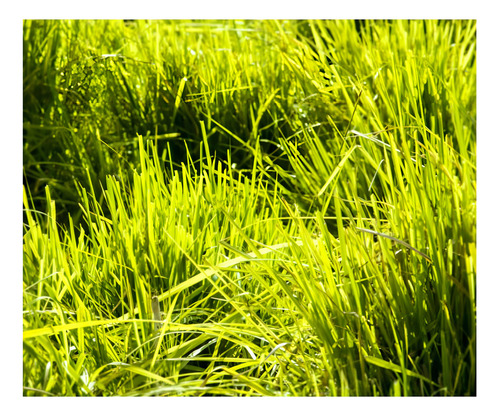 Sementes De Capim Panicum Maximum Cv. Tamani 1kg