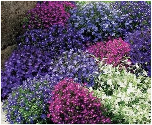 Semillas De Lobelia Decora  Tus Espacios Mix De 4 Colores