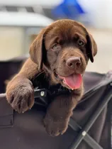 Comprar Cachorros Labrador Chocolate Acercate, No Podes? Te Enviamos