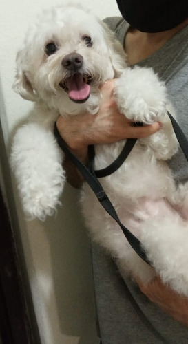 Imagen 7 de 10 de Peluquería Canina Daja En La Blanqueada