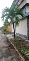 Comprar  Chaguaramos Planta Palma Árboles Jardín