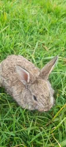 Conejo Nueva Zelanda Para Mascota