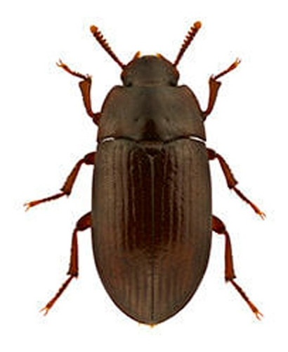 Tenebrio Palembus