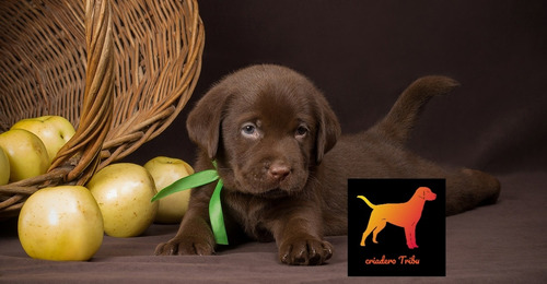 Cachorritas Labrador Hermosas Soy Guada De Criadero Tribu