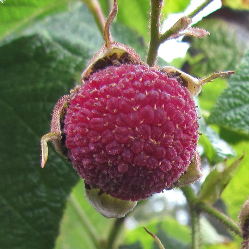 10 Sementes Rubus Odoratus Purple Flowering Rapsberry Fruta