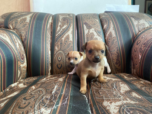 Mini Pincher Mascotas Rionegro Medellin