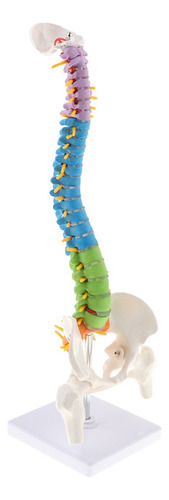 C. Detallado De Columna Vertebral Humana Flexible De
