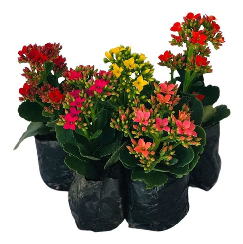 5 Mudas Kalanchoe Blossfeldiana Flor Da Fortuna No Saquinho | MercadoLivre