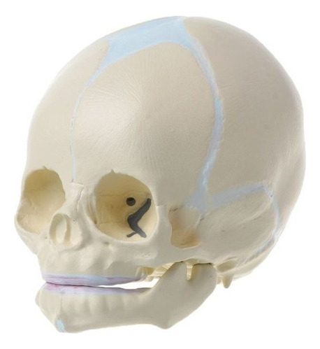 1:1 Cráneo Médico Anatómico Infantil Bebé Fetal Humano Sk