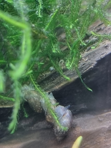 Caracol Physa Para Acuario De Agua Dulce Tropical O Fría 5+1